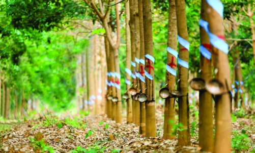 Xuất khẩu nông lâm thủy sản năm 2019: Chăn nuôi và cao su là điểm sáng 