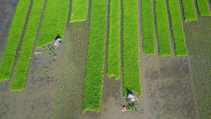 Châu Á cần đầu tư thêm 800 tỷ USD cho sản xuất lương thực trong 10 năm tới - Ảnh: AFP.