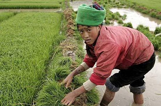 Thu nhập của nông dân Trung Quốc tăng mạnh.
