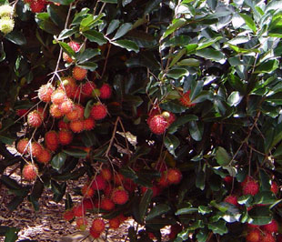 Giá chôm chôm có lúc xuống đến 3.000 đồng/kg.