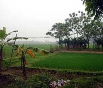 Mảnh ruộng xanh tốt này tại xã Tiên Phương (Chương Mỹ) đã được một người Hà Nội mua.