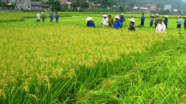 Chính phủ được đề nghị mạnh tay thu hồi đất nông nghiệp lãng phí