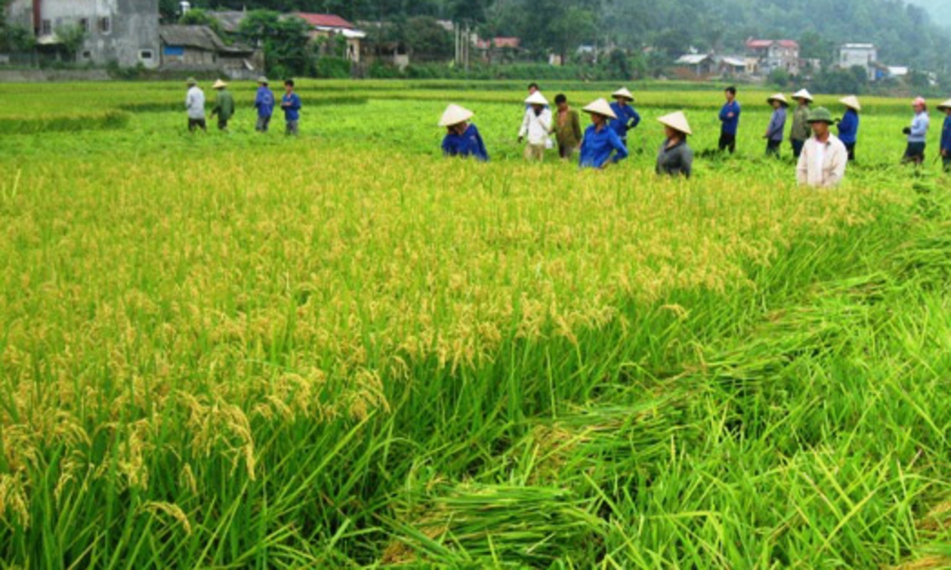 Chính phủ báo cáo Quốc hội là diện tích đất nông nghiệp đạt 26.825 nghìn ha, tăng 275 nghìn ha (1,04%) so với chỉ tiêu Quốc hội đề ra cho giai đoạn 2011 - 2015 (26.550 nghìn ha).