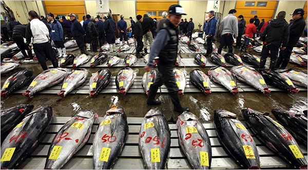 Bán đấu giá cá ngừ tại chợ hải sản Tsukiji ở Tokyo - Ảnh: Bloomberg.