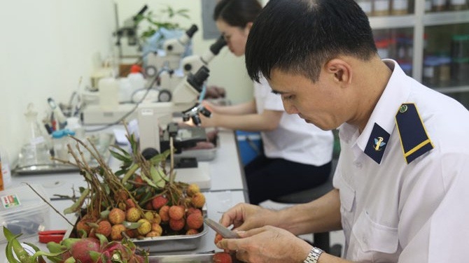 Hiện nay, Việt Nam đang chuẩn bị các điều kiện kỹ thuật để sẵn sàng trao đổi thông tin tờ khai hải quan điện tử ASEAN (ACCD) và giấy chứng nhận kiểm dịch động thực vật.