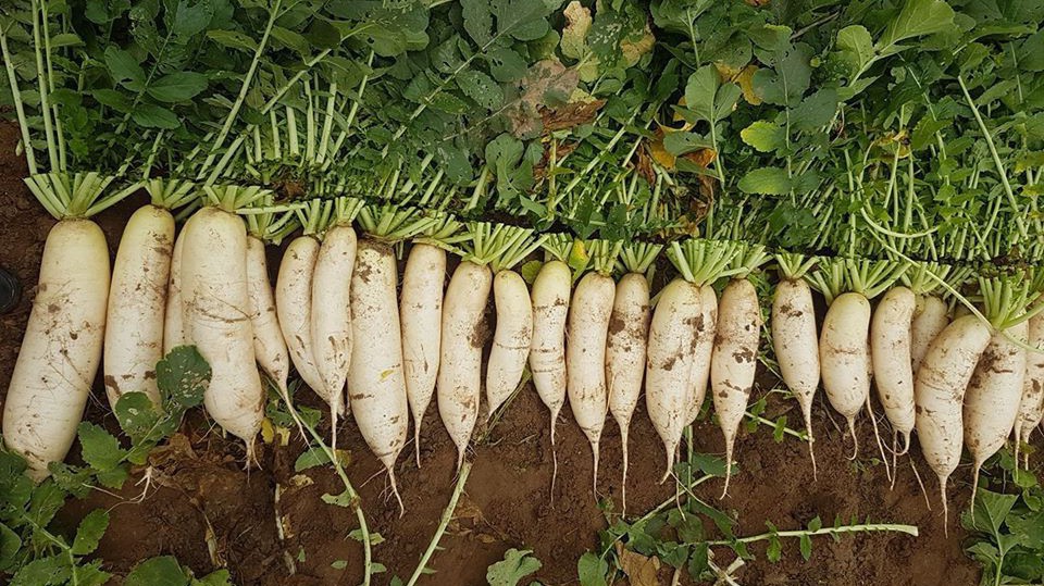 Bộ Nông nghiệp lên tiếng việc nông dân nhổ bỏ hàng tấn rau