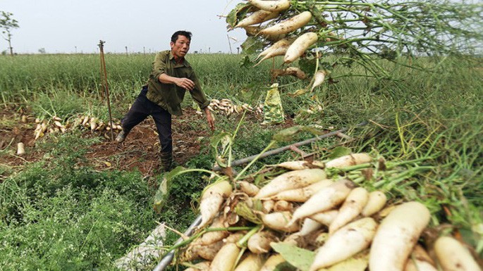 Hàng nghìn tấn củ cải bị người nông dân nhổ bỏ vì không bán được, rớt giá. 
