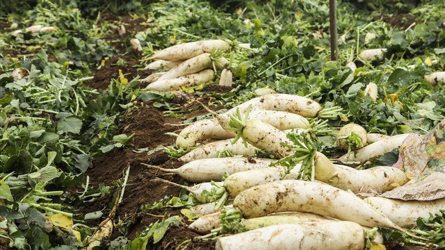 Rau cải bị nhổ bỏ hoặc để thối trên đồng ruộng do không tìm được thương lái thu mua.