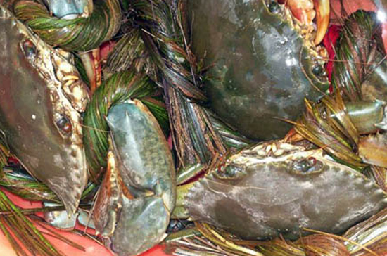 Cua là mặt hàng được nhiều thương lái Trung Quốc thu gom rồi bỏ trốn.