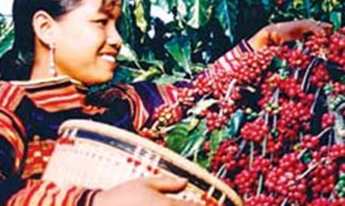Khi giá cà phê “lao dốc”