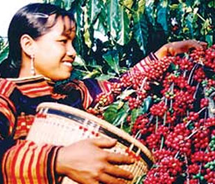 Thu hoạch cà phê tại Đắc Lắc - Ảnh: Hoàng Bảy.
