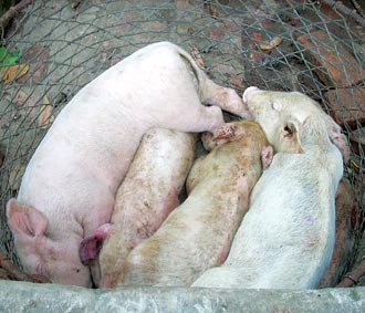 Sọt lợn ốm mà một "lái lợn chết" vừa mua về.