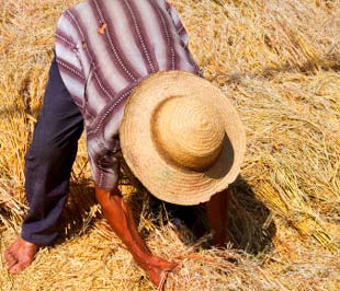 Giá rơm mua tại ruộng từ 1-1,5 triệu đồng/ha.