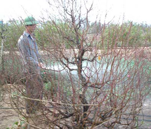 Đối với cây đào, thời tiết đóng vai trò chủ chốt, ngay cả những người làm vườn lâu năm cũng rất khó có thể khắc phục.
