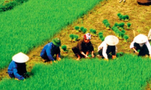 Bảo hiểm nông nghiệp: Chủ trương đúng, nhưng làm thế nào?