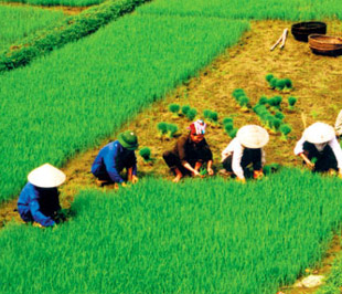 Để triển khai được hoạt động bảo hiểm nông nghiệp cũng sẽ phải mất thêm vài ba năm.