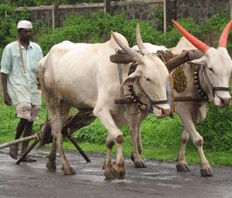 Ấn Độ đầu tư 250 tỷ USD cho nông nghiệp.