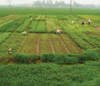 Từ khi dịch tiêu chảy cấp xuất hiện, người tiêu dùng “tẩy chay” rau sống, nông dân trồng rau ở Tân Minh lâm vào tình cảnh thua thiệt vì không bán được sản phẩm.