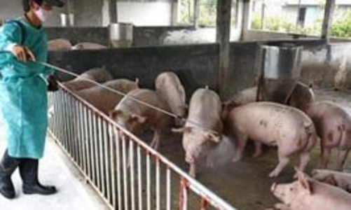 Được giá, thực phẩm sẽ dồi dào