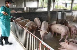 Giá thịt lợn trên thị trường gần đây tăng cao đã động viên những người sản xuất đẩy mạnh việc tái đàn sau dịch.
