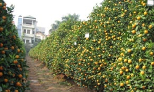 Giá đào, quất đắt nhất từ trước đến nay