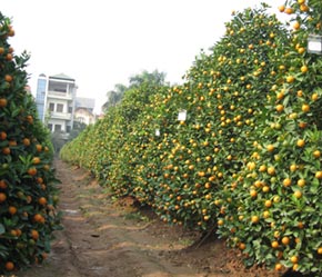 Thời điểm này chưa có giá chợ, nên các chủ vườn căn cứ trên giá năm trước và tăng thêm một tỷ lệ phù hợp với tình trạng lạm phát và chi phí đầu vào tăng.