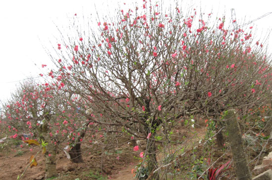 Có những gốc đào giá bán có thể tới vài triệu đồng nếu nở hoa đúng lúc, nhưng đã “cười” sớm khiến chủ vườn phải ngậm ngùi - Ảnh TN.