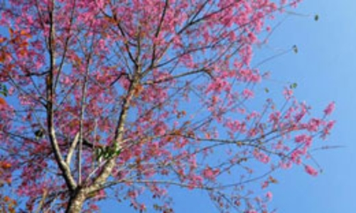 Đào, quất tết này: Nguồn cung dồi dào, có lo bị ế?