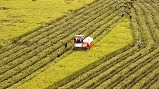 Tích tụ đất nông nghiệp là vấn đề đã được bàn luận từ lâu, song các quy định pháp luật thời gian qua vẫn chưa giải quyết được vấn đề này