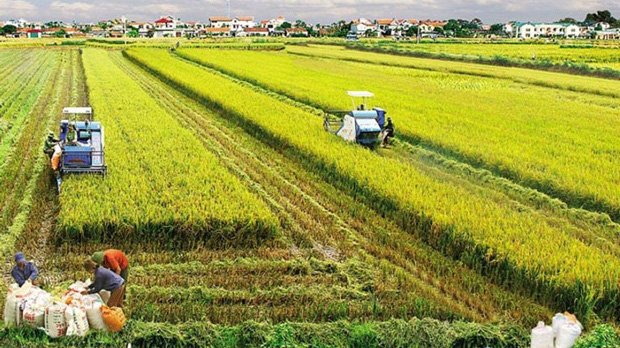 Nếu được thực hiện thì số thuế sử dụng đất nông nghiệp được miễn ước khoảng 7.500 tỷ đồng mỗi năm. Ảnh minh hoạ