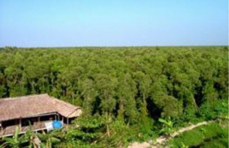 Những bất cập trong việc cho nước ngoài thuê đất trồng rừng đã từng là chủ đề nóng trong thảo luận và chất vấn tại diễn đàn Quốc hội khóa 12.