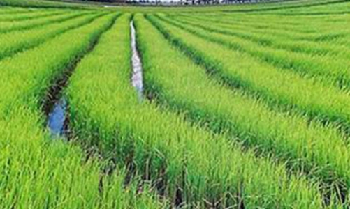 Luật Đất đai cần sửa những nội dung gì?