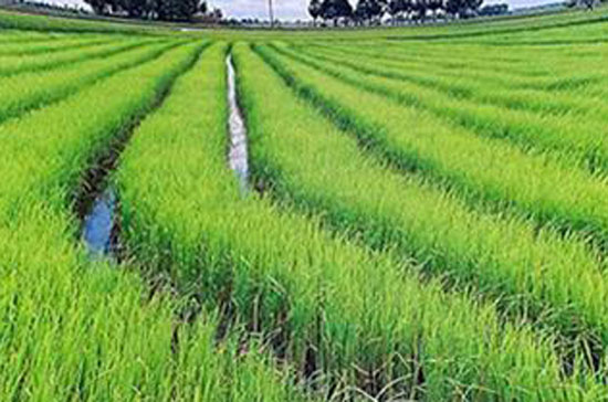 Có ý kiến đề nghị tăng thời gian giao đất nông nghiệp từ 20 năm lên 50 năm.