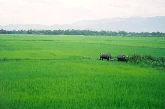 Trong khi tổng diện tích đất nông nghiệp của cả nước đã tăng gần 1,28 triệu ha so với năm 2005 thì diện tích đất lúa lại giảm mạnh.