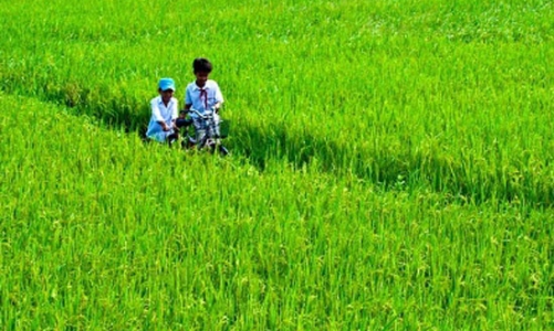 Sổ đỏ cấp chậm, đất lúa mất nhanh