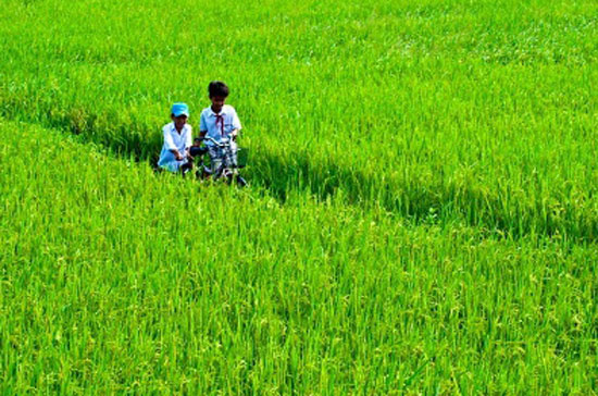Diện tích đất trồng lúa giảm trung bình gần 18 nghìn héc ta hàng năm.