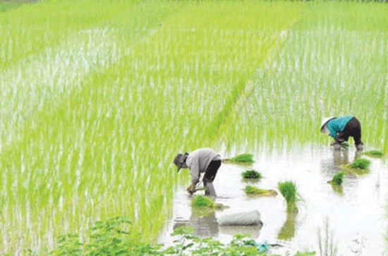 Nhà nước hạn chế tối đa việc chuyển đất chuyên trồng lúa nước sang sử dụng vào các mục đích phi nông nghiệp.