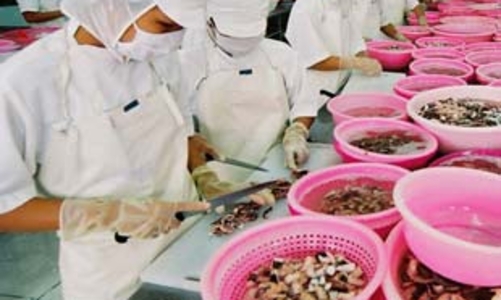 Cá tra gặp khó vì khủng hoảng tài chính