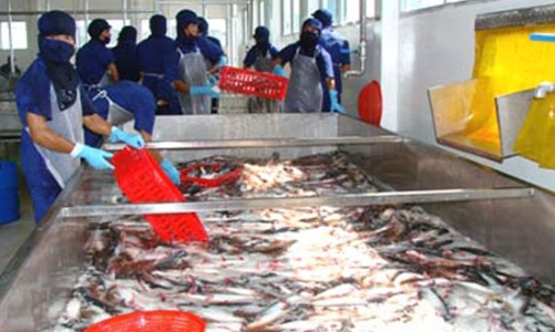Xuất khẩu cá tra 2011: Lùi hay tiến?