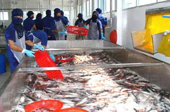 Chế biến cá tra xuất khẩu.