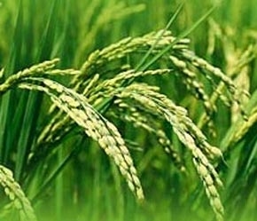 Tại Việt Nam, nguồn cung thóc gạo ở ĐBSCL đang trở nên chặt hơn, nhu cầu gạo cho xuất khẩu vững ở mức cao.