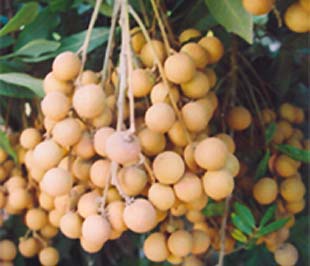 Nhãn lồng Hưng Yên có nhiều khả năng thâm nhập các thị trường khó tính.