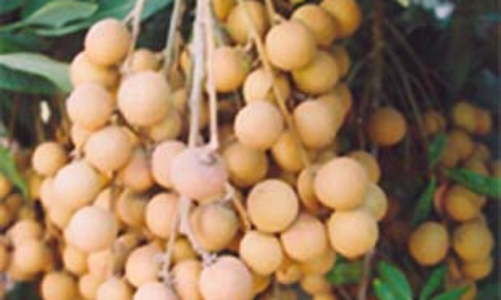 Nhãn lồng Hưng Yên có sang được Mỹ?