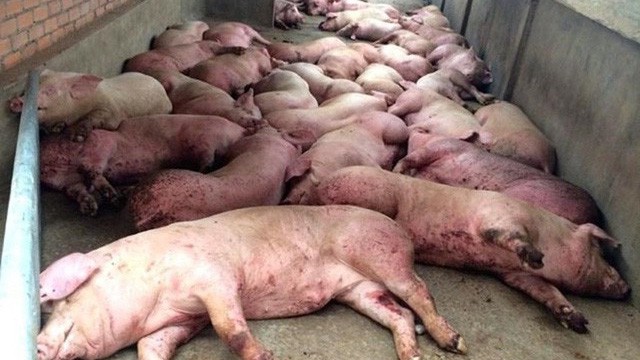 Chính phủ công bố ngân sách hỗ trợ dịch tả heo châu Phi.