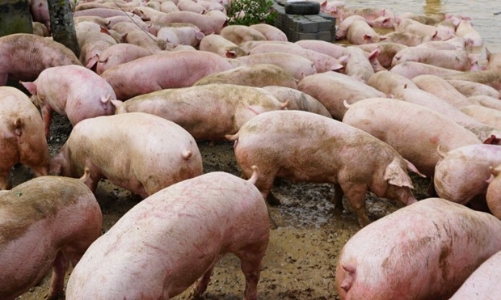 Dịch hoành hành, Bộ Nông nghiệp đề xuất hỗ trợ 80% giá lợn bị tiêu huỷ 