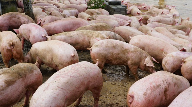 Dịch tả lợn châu Phi đang lan rộng tại Việt Nam.