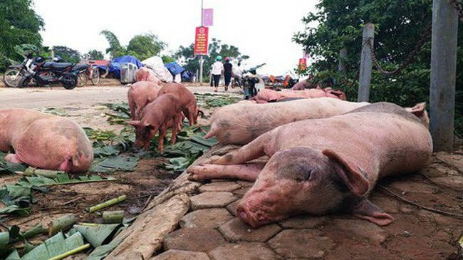 Thống kê trong hơn 1 tháng qua, tổng số lợn mắc bệnh và tiêu hủy đã lên đến 23.442 con. Ảnh minh họa