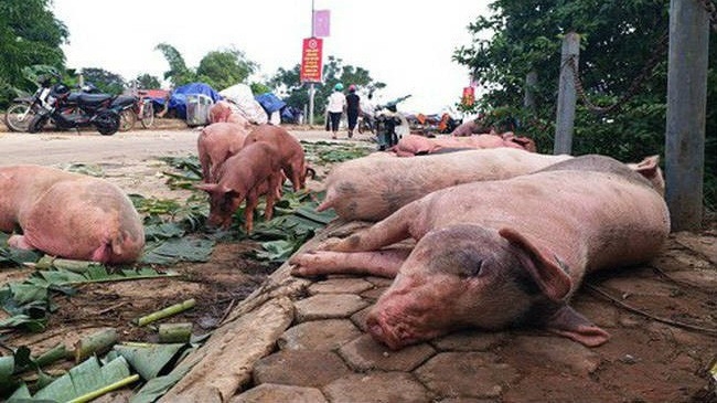 Tình trạng người chăn nuôi nhỏ lẻ sử dụng thức ăn dư thừa, không qua xử lý nhiệt là một trong những nguyên nhân khiến dịch bệnh lây lan, bùng phát. Ảnh minh hoạ