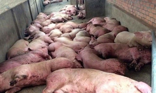 Xuất hiện ổ dịch tả lợn châu Phi lớn nhất từ trước đến nay ở Việt Nam