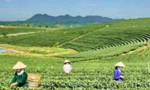 Giá chè xuất khẩu của Việt Nam liên tục “cài số lùi”